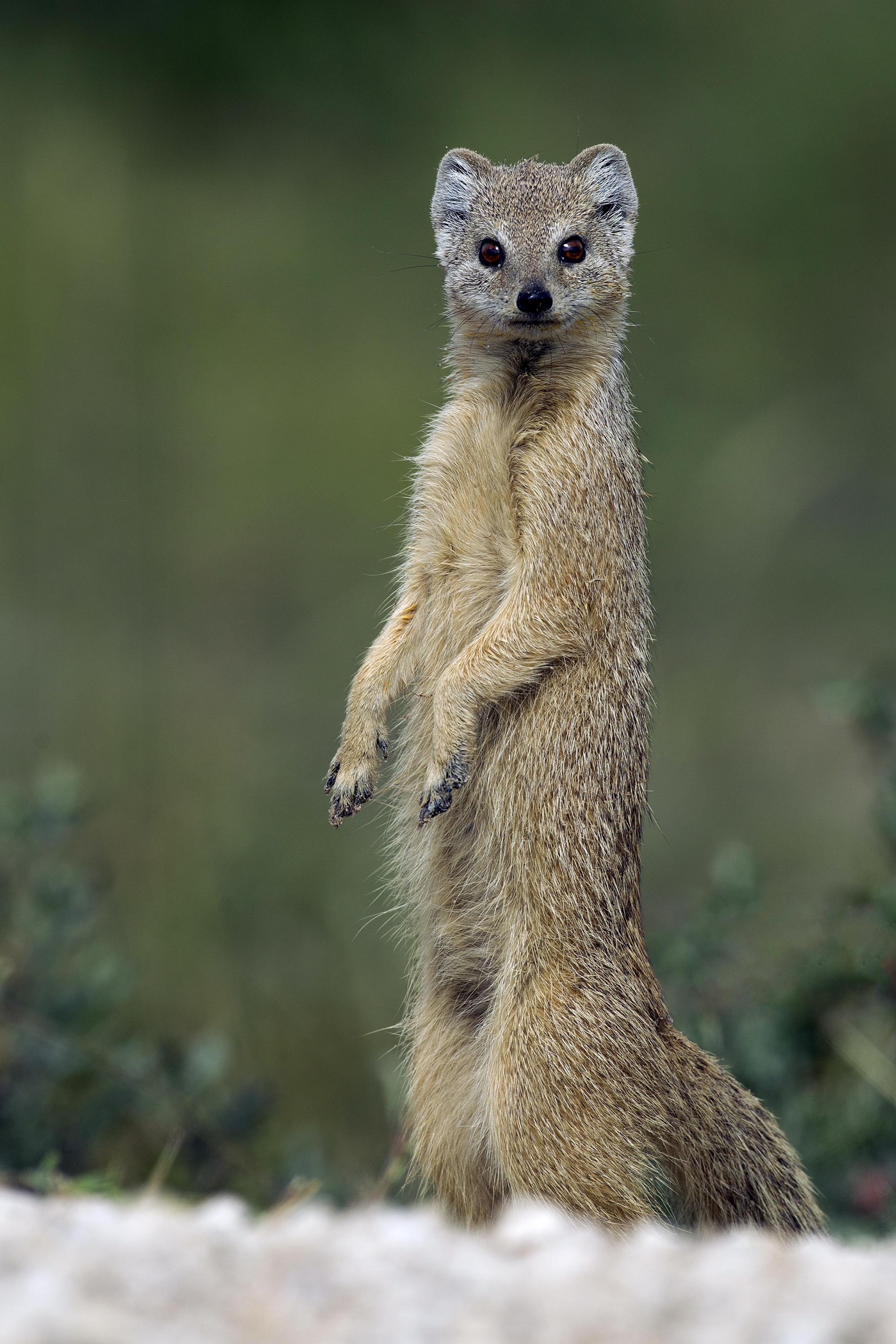 Cynictis_penicillata_Etosha_2011